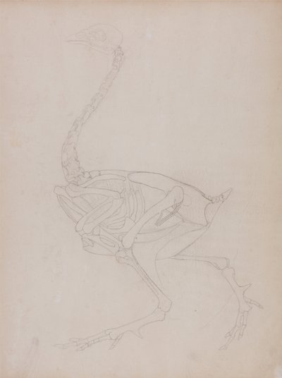 A Comparative Anatomical Exposition of the Structure of the Human Body with that of a Tiger and a Cow by George Stubbs